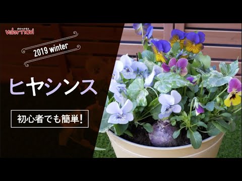 初心者でも簡単 ヒヤシンスの寄せ植え 冬の寄せ植え Youtube