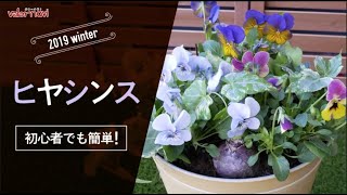 【初心者でも簡単】ヒヤシンスの寄せ植え【冬の寄せ植え】