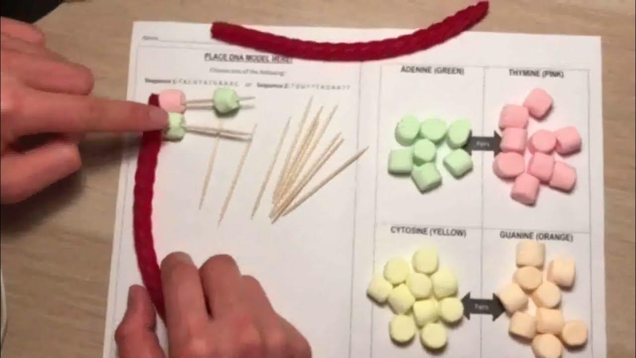 How to make a DNA model out of Candy and Marshmallows! YouTube