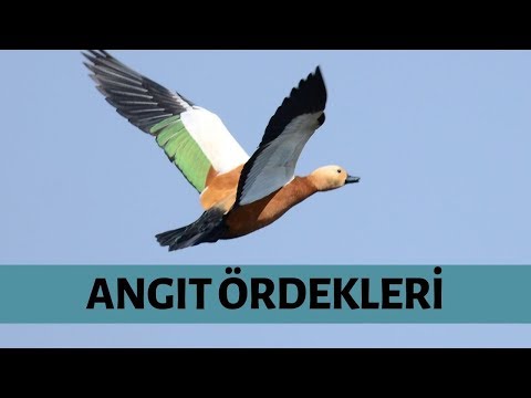 AVLANMASI YASAK OLAN ANGIT ÖRDEKLERİNİN BÜYÜK SÜRÜSÜ,RUDDY SHELDUCK,TADORNA FERRUGİNEA