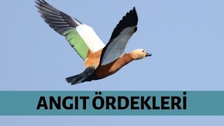 AVLANMASI YASAK OLAN ANGIT ÖRDEKLERİNİN BÜYÜK SÜRÜSÜ,RUDDY SHELDUCK,TADORNA FERRUGİNEA Resimi