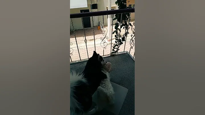 se quedaron  sin pan por estar jugando milly y max...