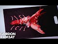 Gordon ramsay  how to extract all the meat from a lobster