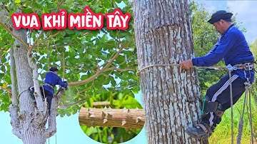 Vua Khỉ cưa cây Bàng Gai Khủng, có đầy Gai nhọn cực kì nguy hiểm (Phần đầu)