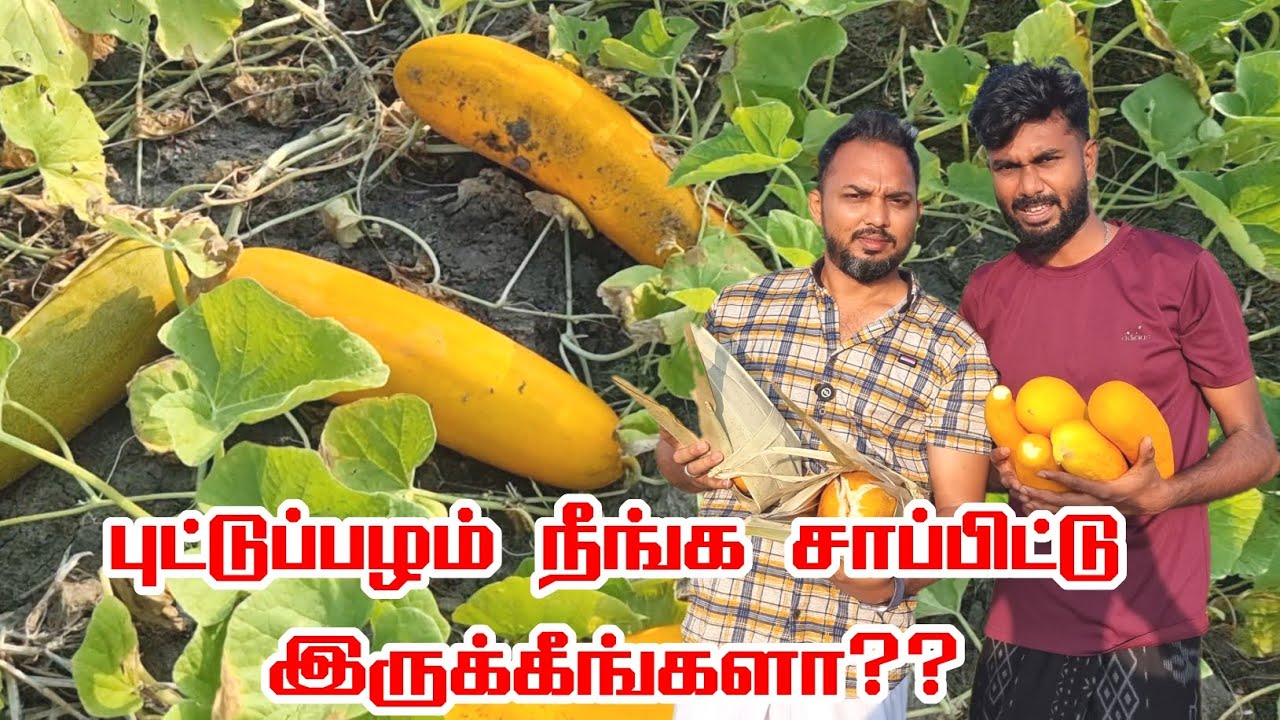 புட்டுப்பழம் அறுவடை | தொண்டிக்கு அருகில் புட்டுப்பழம் / வெள்ளரிக்காய் வியாசாயம் | காய்கறிகள் தோட்டம்