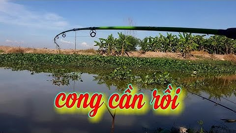 Câu cá tra sông. Trúng ổ cá nữa rồi, lâu lâu cũng có cá cong cần.River fishing.
