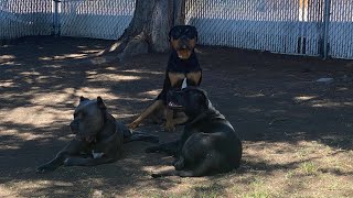 A day in the life A rottweiler, a Cane Corso, and a mutt!!