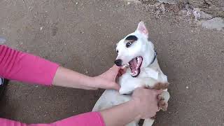 Jack Russell Terrier FUNNY DOG