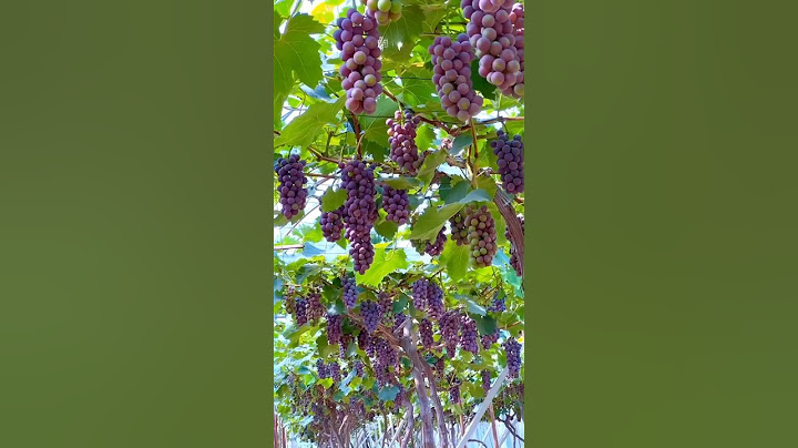अंगूर की खेती करने का गजब तरीका 😯 | Amazing Grapes Farming #shorts #grape #farming