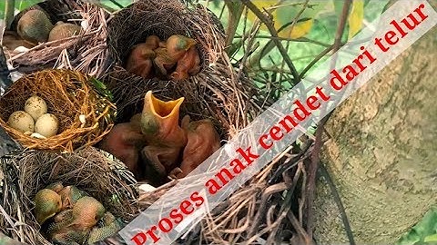Anak cendet dari telur sampai...