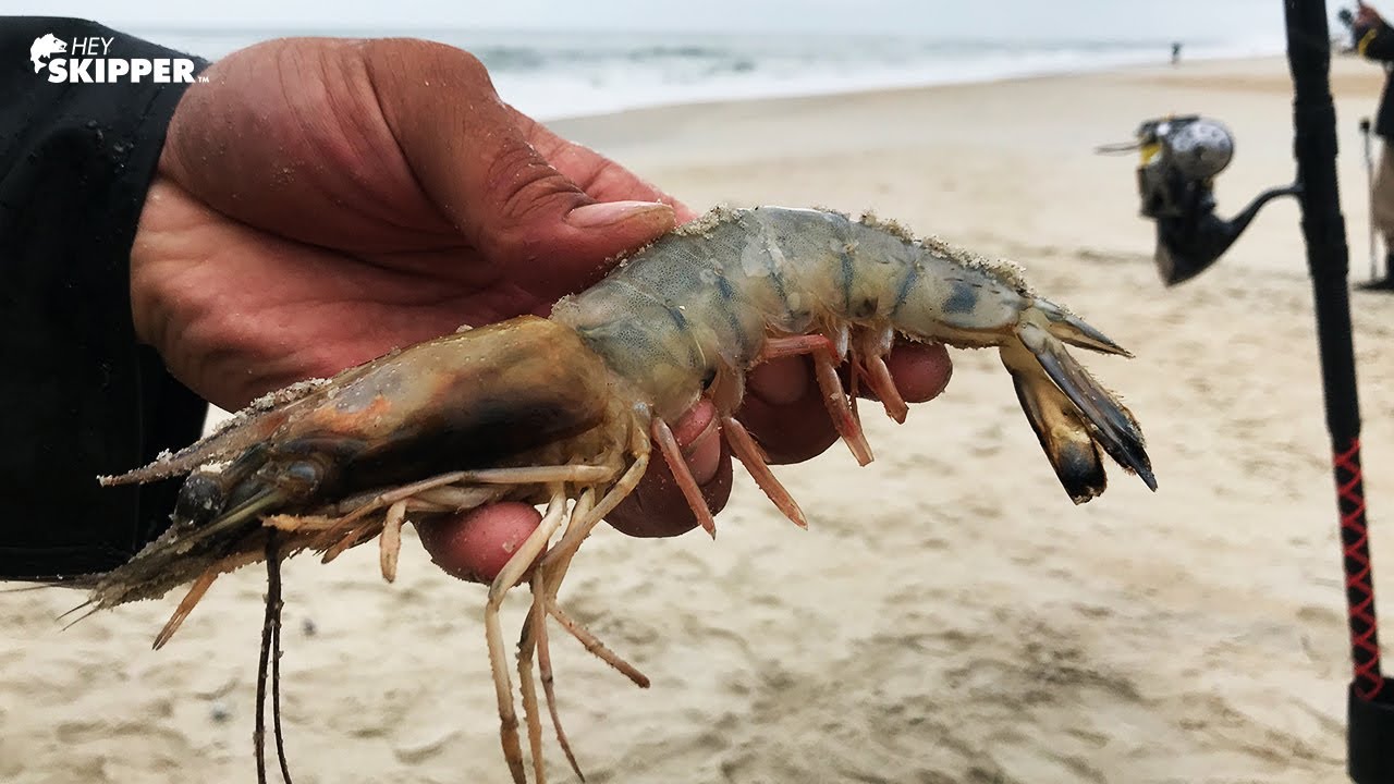 Surf Fishing w/ HUGE SHRIMP for Bait! 