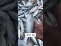 बांगड्याचा rate high 🐟 | शेवटी पाऊस आला 🌧️ | Fish Market Vlog 🔥