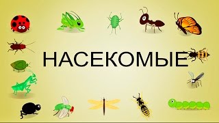 Насекомые мультфильм для малышей