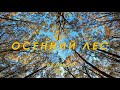 В осеннем лесу!