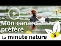 MON CANARD PRÉFÉRÉ (No 69)