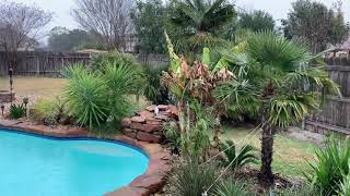 Snowing in Austin Texas 2021 @CraigMoser