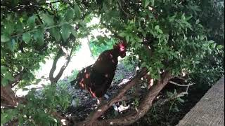 Πετεινός • Roster • Emba • Paphos • Cyprus