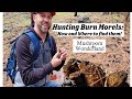 Hunting burn morels how and where to find them