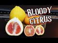BLOOD POMELO & ORANGES - Valentine Pomelo, Vaniglia Sanguigno, Smith Blood Orange - Weird Fruit