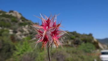 Trifolium stellatum Greece by Theo Fotiadis
