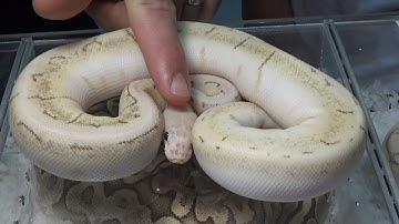 Bongo, Bamboo & Yellow Jacket Ball Pythons: Daytona Reptile Breeders- Part 2