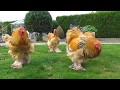 Bad boys ... buff columbian brahma roosters born in april