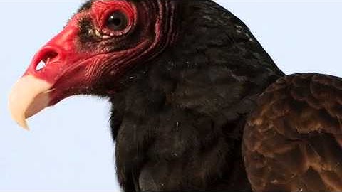 Ecosystem Function Part One