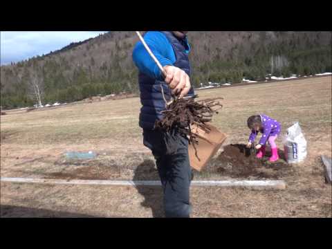 Vidéo: Comment transplanter des plants d'asperges