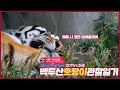 [LIVE] 금요일 아침 백두대간수목원 호랑이 관찰일기 2021.09.17 / Siberian(Amur) Tiger CCTV Live, Tiger CAM #한청 #우리 #한 #도