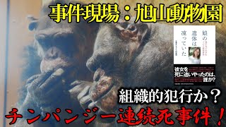 Animal abuse public zoo: Asahiyama Zoo　Myko, Chiro and Ninachan　Chimpanzee　202404