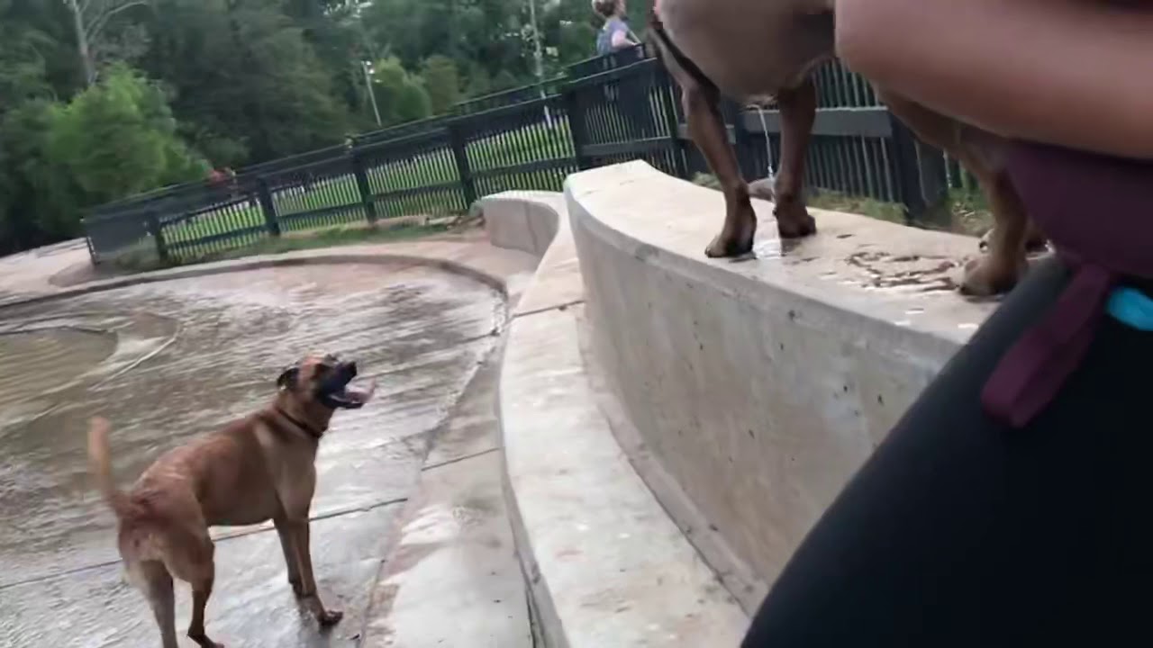 john steele dog park in houston