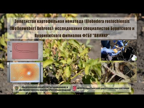 Видео: Информация о зерновых цистообразующих нематодах: узнайте о контроле и профилактике зерновых цистообразующих нематод