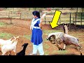 इन जानवरों से पंगा लेने के बारेमे सोचना भी नहीं  //  Funny Animal Moments Caught On Camera Part -141