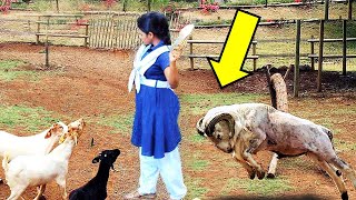 इन जानवरों से पंगा लेने के बारेमे सोचना भी नहीं  //  Funny Animal Moments Caught On Camera Part -141