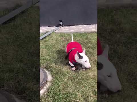 Минибуль щенок #shorts #щенок #dog #миниатюрныйбультерьер