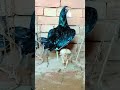 home breed mushki |#aseelmurga #yuotubeshorts #adaseel