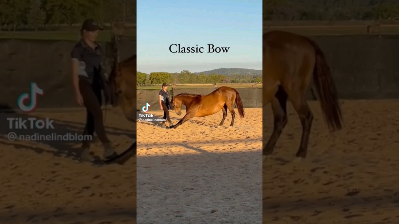 6 Tricks You Can Teach Your Horse