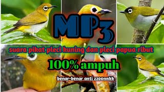 suara pikat MP3 pleci kuning dan pleci papua ribut 100 % ampuh