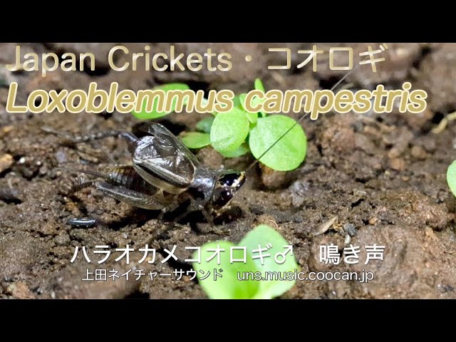 ハラオカメコオロギ 鳴き声 Loxoblemmus Campestris Youtube