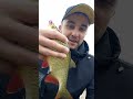 Огромная КРАСНОПЕРКА НА СПИННИНГ #рыбалка2025 #рыбалка #fishing #shorts