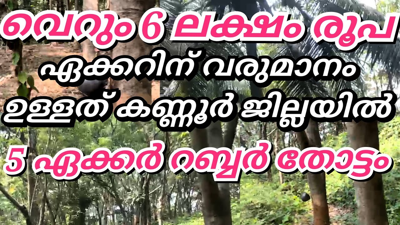 വെറും 6 ലക്ഷം രൂപ ഏക്കറിന് 5 ഏക്കർ റബ്ബർ തോട്ടം കണ്ണൂർ ജില്ലയിൽ 😱#cheapprice
