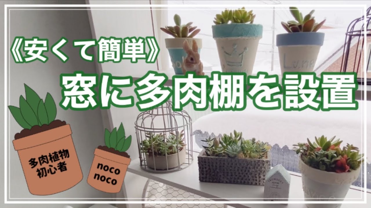 多肉植物 窓に多肉棚を設置しました 新入りさんも紹介します Youtube