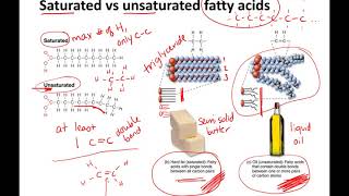 membrane fluidity online lecture