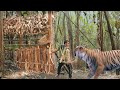 attack tiger by primitive bamboo bow and arrow