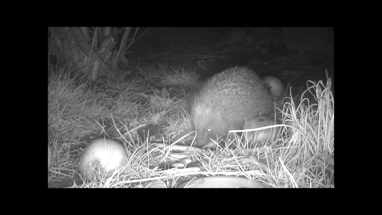 Wildlife Trail Camera - 5.3.2021