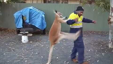 kangaroo cà khịa, rủ người đánh nhau