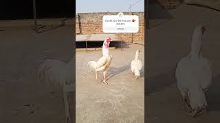 Its Time For Breed December 22, 2023