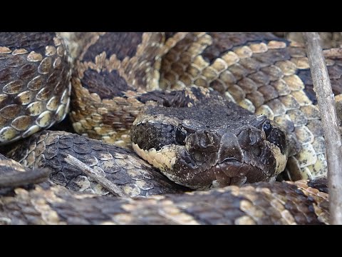 Snakes: Carnival to California
