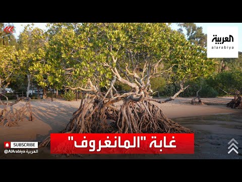 نشرة الرابعة شاهد غابة المانغروف متنفس جديد في السعودية
