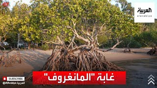 نشرة الرابعة | شاهد.. غابة 